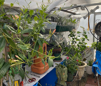 Fresh Vegetables and Blooming Orchids All Winter Long