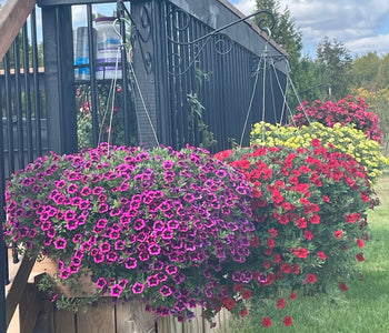 My first job was working at a Greenhouse in 1970