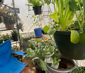 Fresh Vegetables and Blooming Orchids All Winter Long