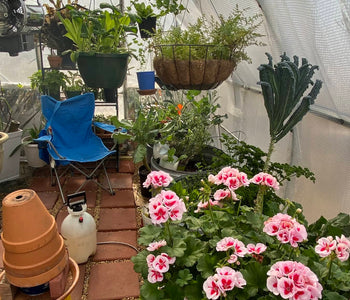 Fresh Vegetables and Blooming Orchids All Winter Long