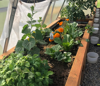 Enjoying the sounds of birds in the greenhouse