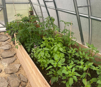 Extending the Harvest Season with the Sungrow Urban