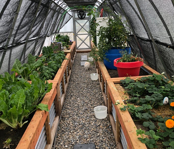 Enjoying the sounds of birds in the greenhouse