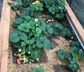 Enjoying the sounds of birds in the greenhouse