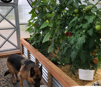 Enjoying the sounds of birds in the greenhouse