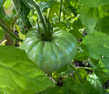 Extending the Harvest Season with the Sungrow Urban