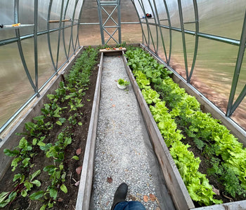 Healthier Plants and Bigger Harvests with the Sungrow 20
