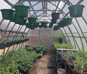 Growing a Thriving Backyard Nursery with the Sungrow 20