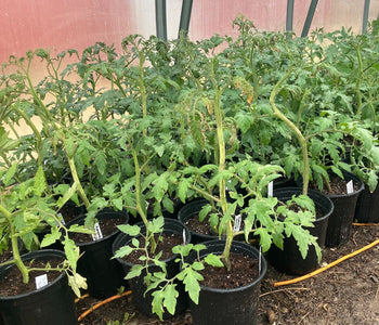 Growing a Thriving Backyard Nursery with the Sungrow 20