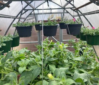 Growing a Thriving Backyard Nursery with the Sungrow 20