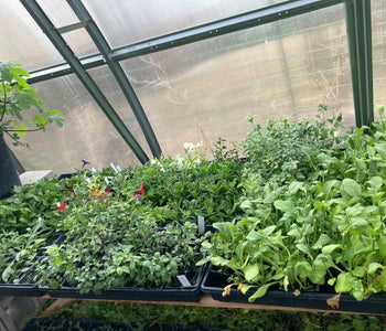 Growing a Thriving Backyard Nursery with the Sungrow 20