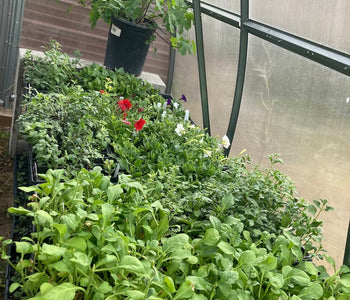 Growing a Thriving Backyard Nursery with the Sungrow 20