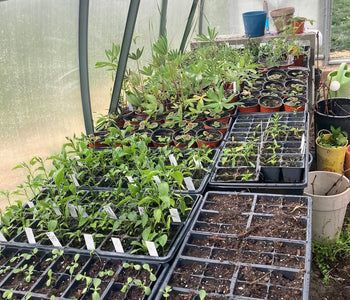Growing a Thriving Backyard Nursery with the Sungrow 20