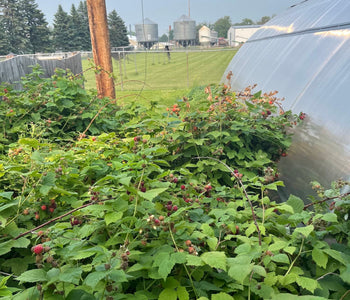 Protecting Crops and Extending the Season with the Sungrow 20