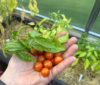Extending the Growing Season and Wellbeing with the Sungrow Urban