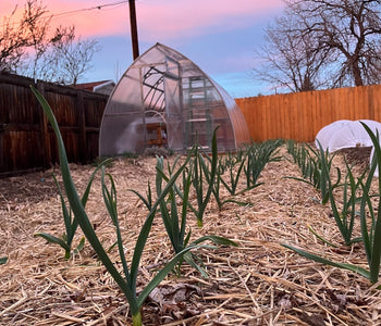 In the springtime I grow an abundance of seedlings