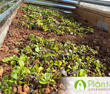 Greens All Winter in an Unheated Greenhouse