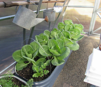 Extending the Growing Season with the Spacious Sungrow 20
