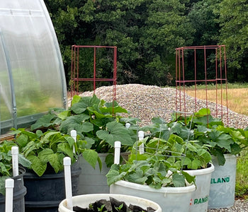 Amazed at the difference between plants grown inside the greenhouse and those just outside