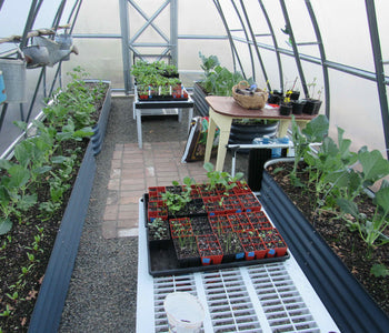 Extending the Growing Season with the Spacious Sungrow 20