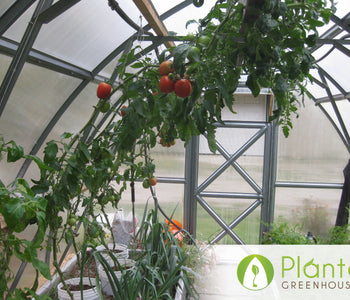 Tomatoes, Carrots, Cucumbers