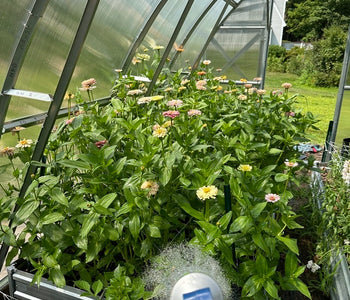 Feeding My Family with Homegrown Greens