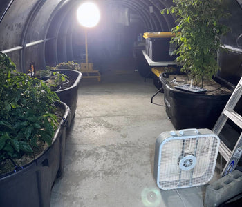 From Microgreens to Mango Trees in Sigma Greenhouse