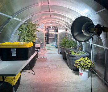 From Microgreens to Mango Trees in Sigma Greenhouse