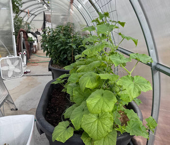 Experimenting with Year-Round Gardening in a 57-Foot Sigma