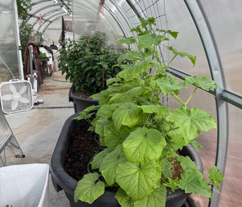 From Microgreens to Mango Trees in Sigma Greenhouse