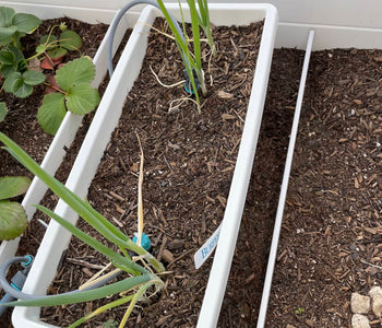 Fresh Vegetables and Extended Harvests in Northern Nevada