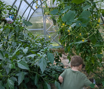 Growing Bigger Harvests with Sungrow Urban