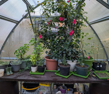 Creating Family Memories and Growing More with the Sungrow 20