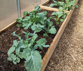 Growing Fresh Vegetables Year-Round with the Sigma 20 Greenhouse