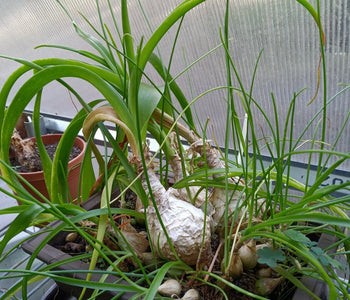 The greenhouse of our dreams