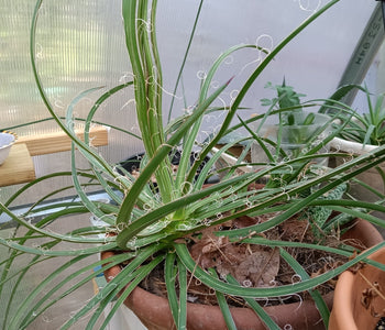 The greenhouse of our dreams