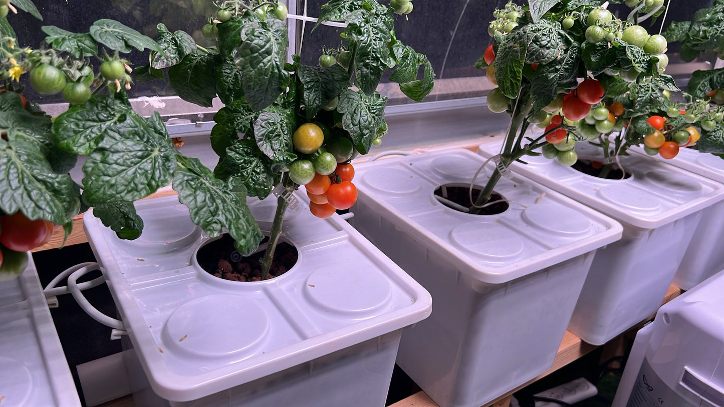 hydroponic tobacco growing cultivation of seedlings Grow Your Own Tobacco Vintage