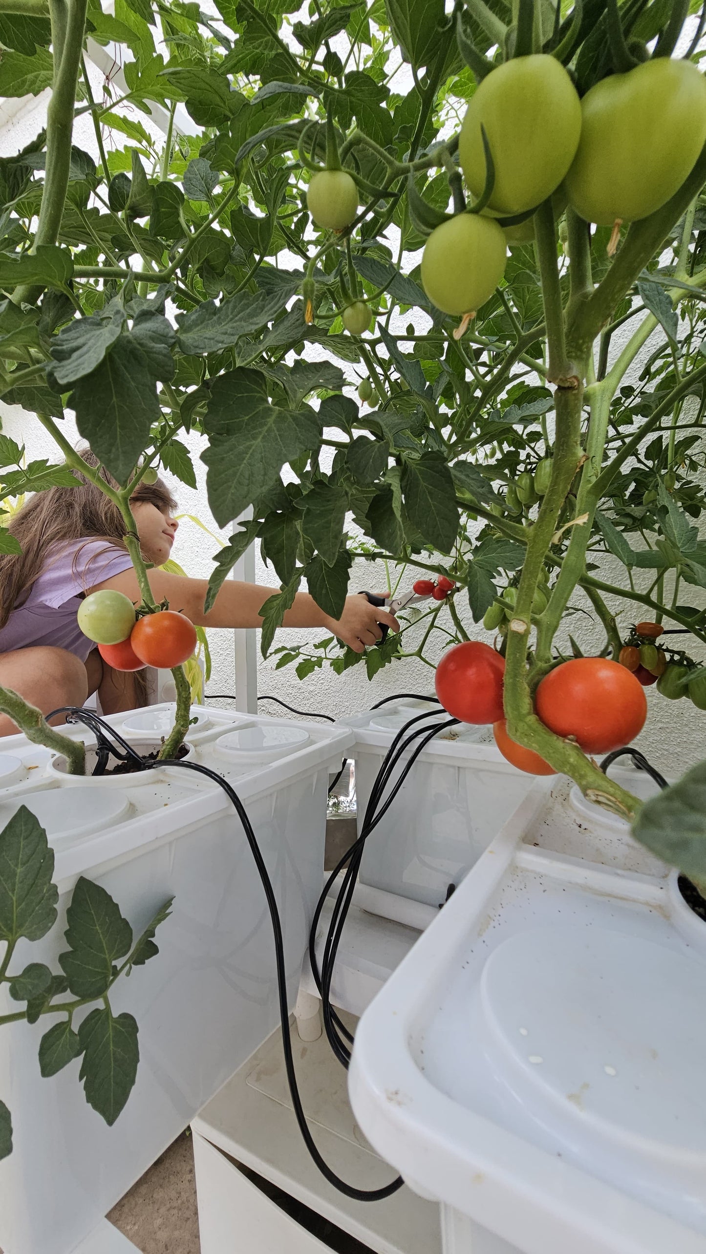 Tobato 5 – Dutch Bucket Hydroponic Growing System