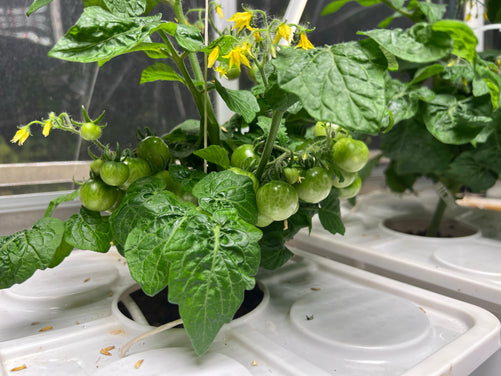 Tobato 5 – Dutch Bucket Hydroponic Growing System