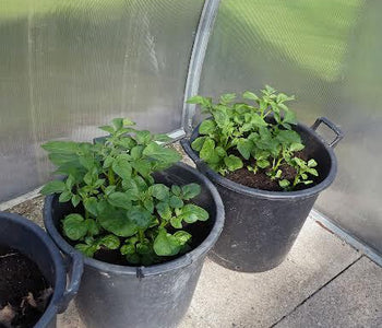 Last year I had two potato harvest because I started them so early