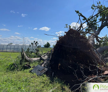 My Greenhouse Survived a small tornado!