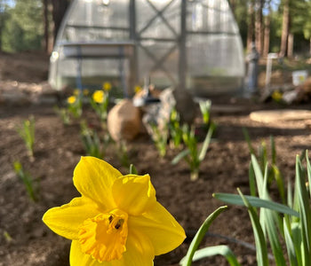 I enjoy watching my vegetables grow overnight