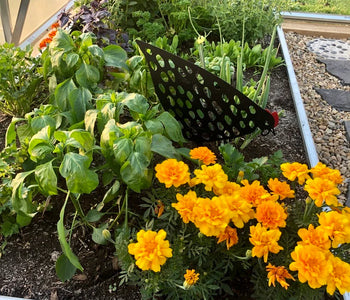 Delightful soil and plant scents in the greenhouse