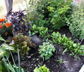 Delightful soil and plant scents in the greenhouse