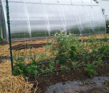 Now we can get red tomatoes before the frost