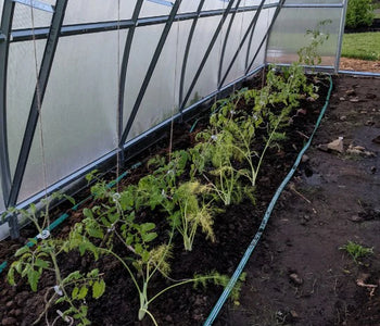 My tomato harvest was so abundant that I could also share it with so many people