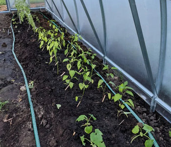 My tomato harvest was so abundant that I could also share it with so many people