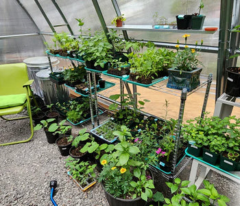 Seedlings in Spring, Tender Plants All Summer