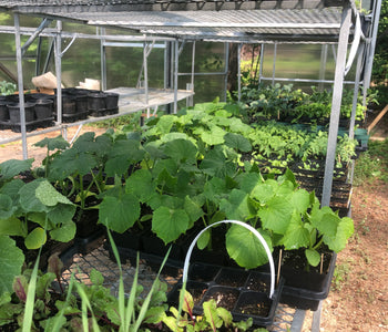 This is how a commercial nursery in Ontario uses the Alpine 26 greenhouse