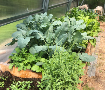 This is how a commercial nursery in Ontario uses the Alpine 26 greenhouse